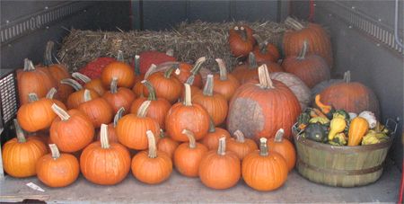 Donated pumpkins